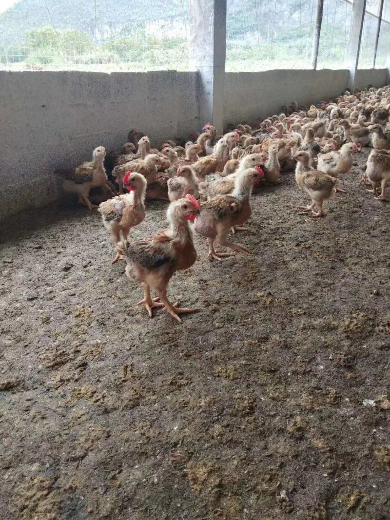 k9肉鸡苗脱温鸡苗出壳苗包运费专业脱温鸡苗