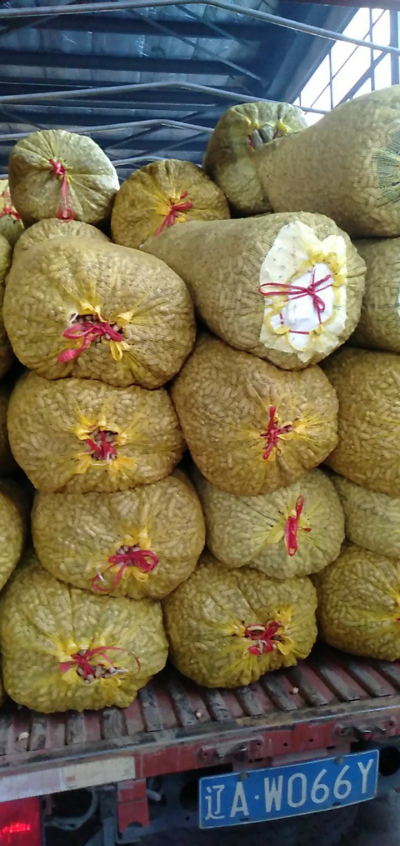 精品鲜花生预售中，白沙，308，小日本，四粒红，花育20