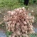 精品鲜花生预售中，白沙，308，小日本，四粒红，花育20