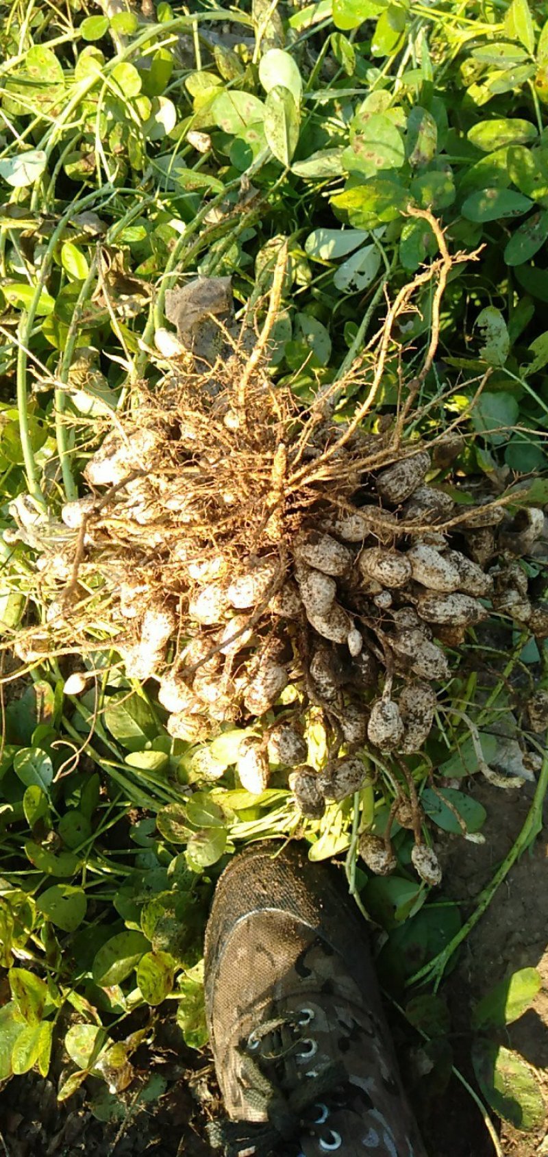 精品鲜花生预售中，白沙，308，小日本，四粒红，花育20