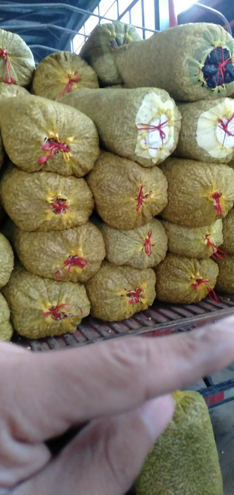 精品鲜花生预售中，白沙，308，小日本，四粒红，花育20