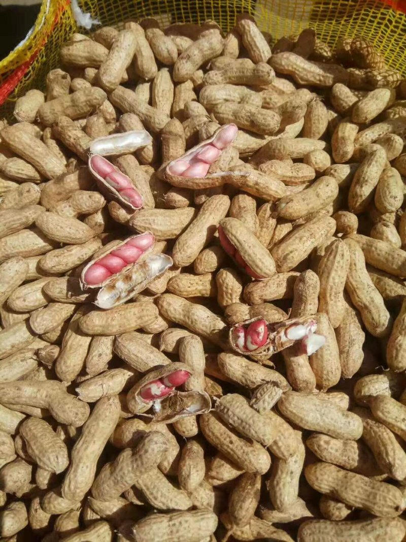 精品鲜花生预售中，白沙，308，小日本，四粒红，花育20