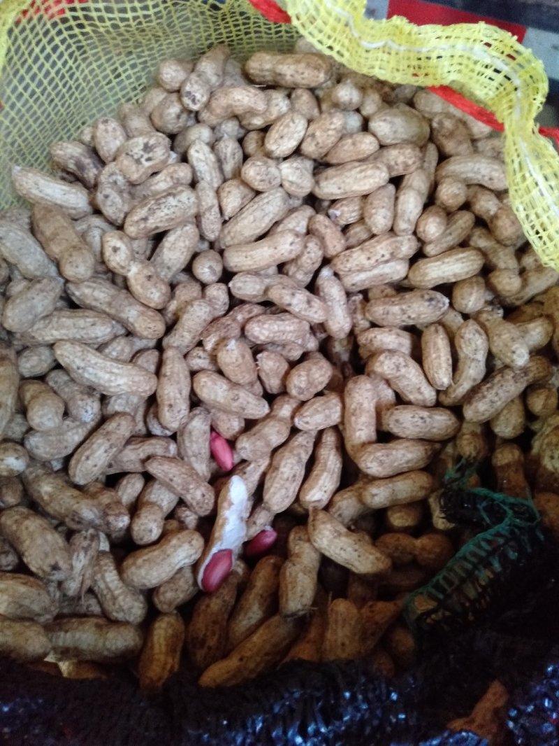 精品鲜花生预售中，白沙，308，小日本，四粒红，花育20
