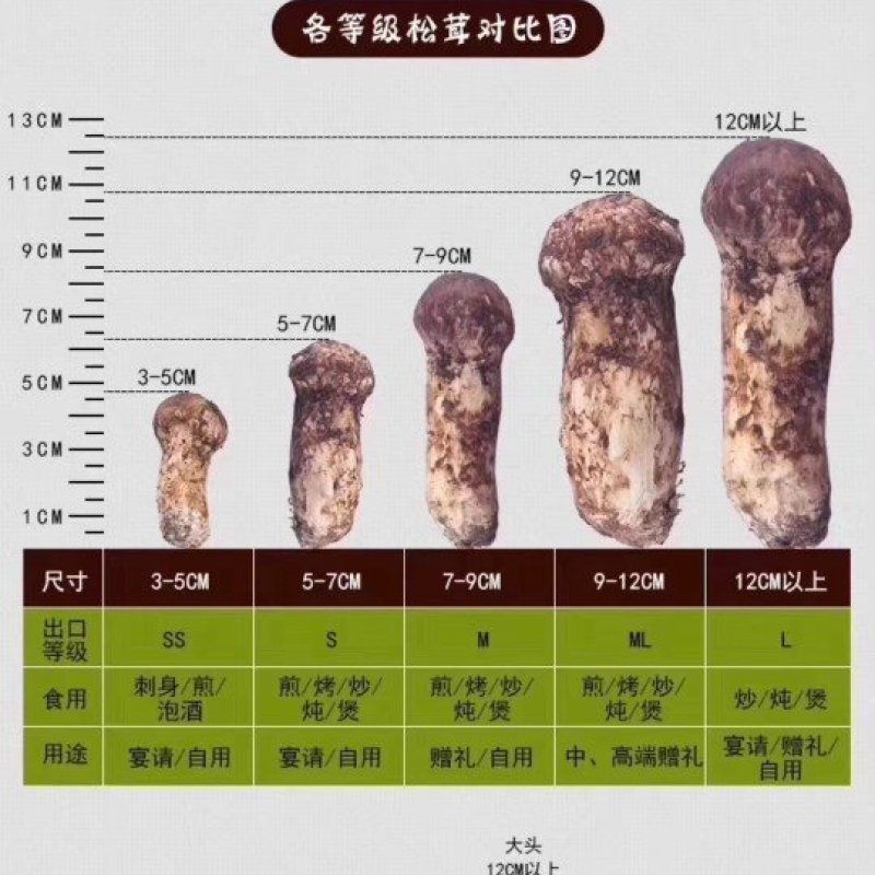 香格里拉松茸