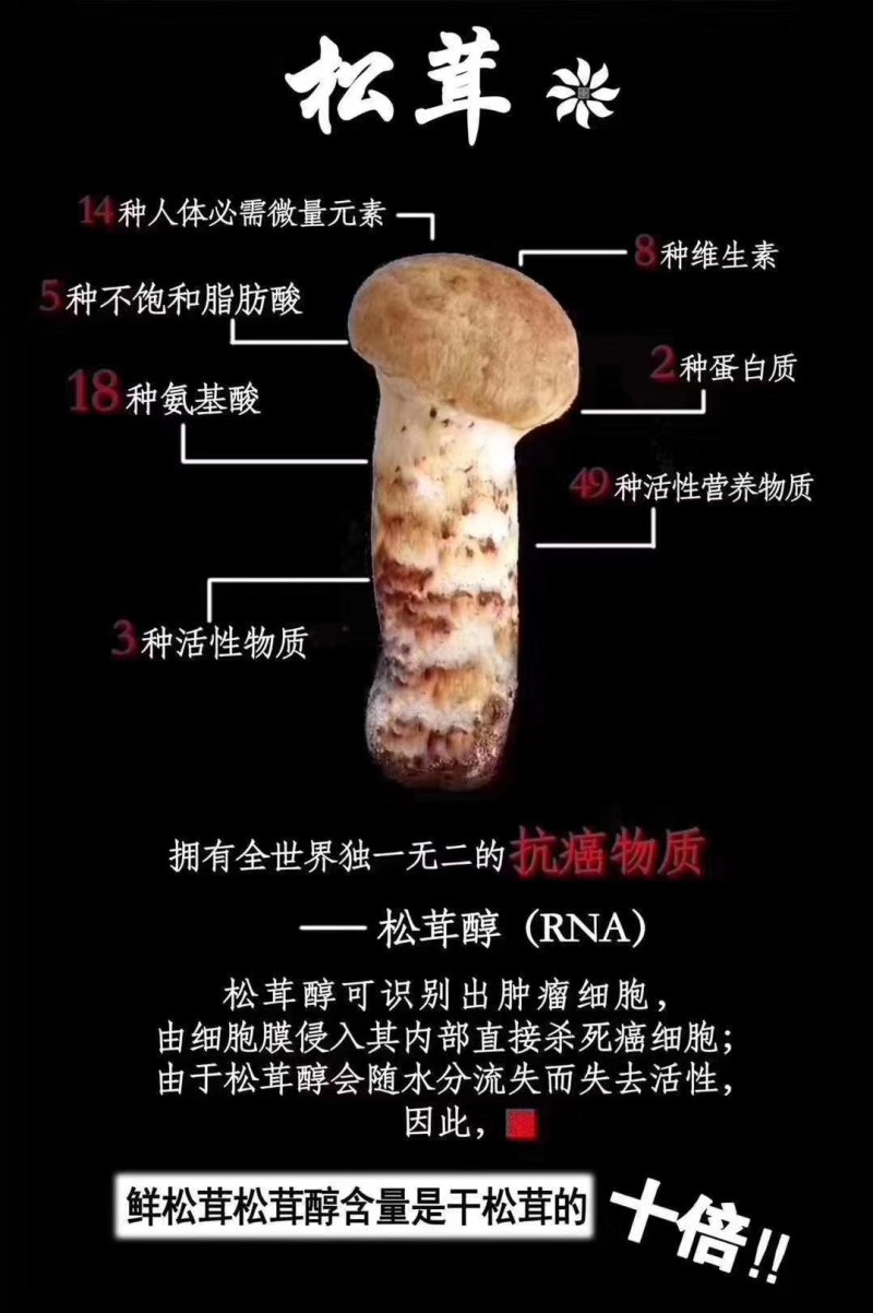 香格里拉松茸