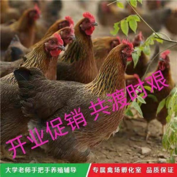 鸡苗，清远麻鸡苗，可分公母，出壳做好第一针