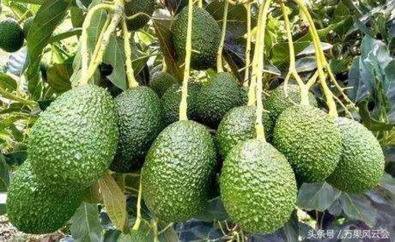 哈斯牛油果(云南自家果园种植300余亩)