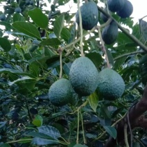 哈斯牛油果(云南自家果园种植300余亩)