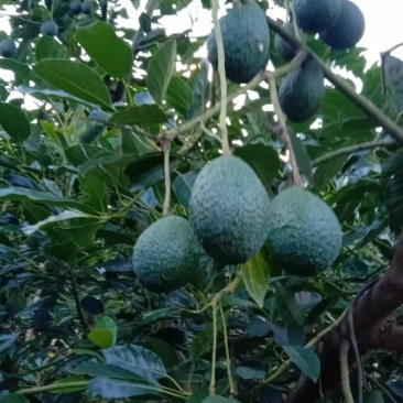 哈斯牛油果(云南自家果园种植300余亩)