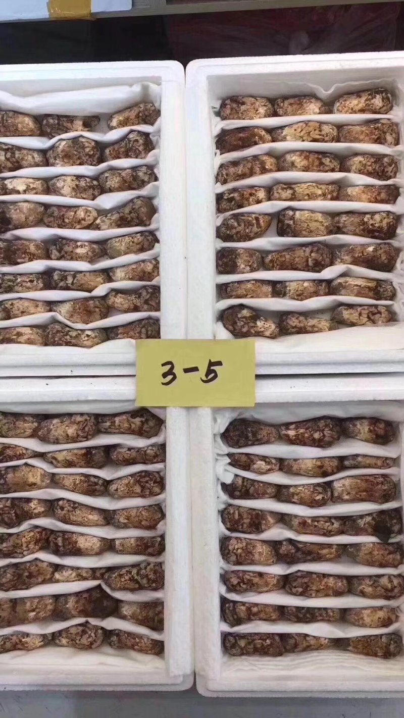 香格里拉松茸