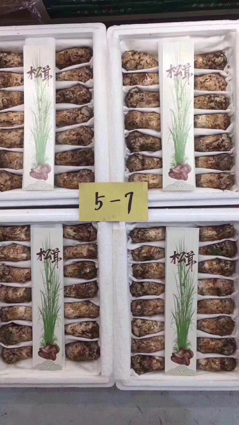香格里拉松茸