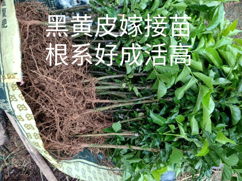 黄皮果苗（黑黄皮嫁接苗）