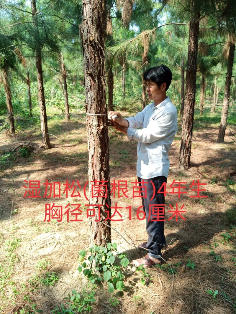 预售(9月份下订单)湿加松“菌根”苗年长直径4厘米
