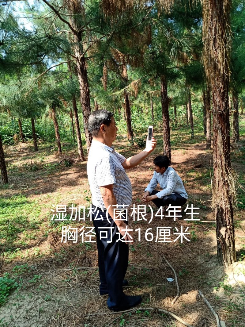 预售(9月份下订单)湿加松“菌根”苗年长直径4厘米