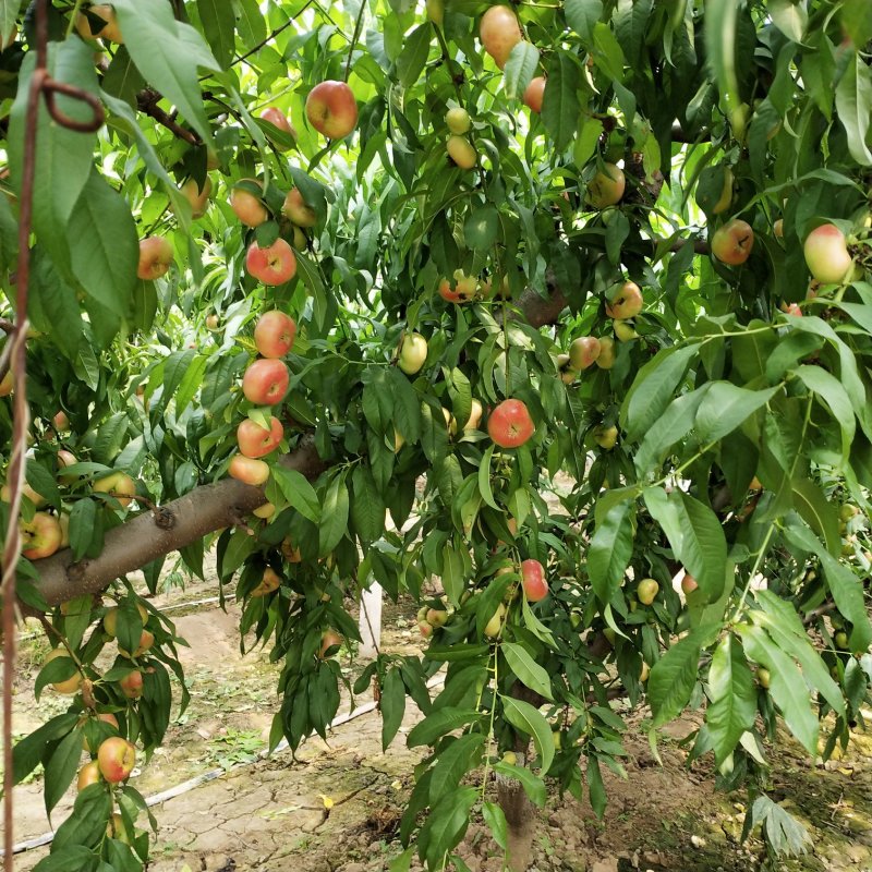 陕西油蟠桃