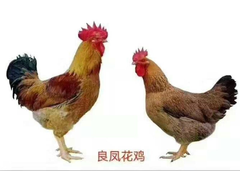 鸡苗，良凤花鸡苗，诚信经营，常年大量供应