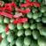 早春红玉西瓜，3斤以上，包熟包送，包甜，万亩产地直销安徽