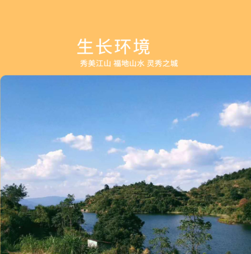 正宗安溪铁观音，清香型，价格实惠