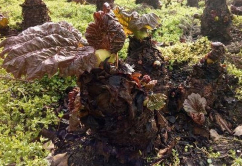大黄芽头，利川大黄苗，正宗马蹄大黄，苞芽地里瓣下芽存