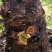 大黄芽头，利川大黄苗，正宗马蹄大黄，苞芽地里瓣下芽存