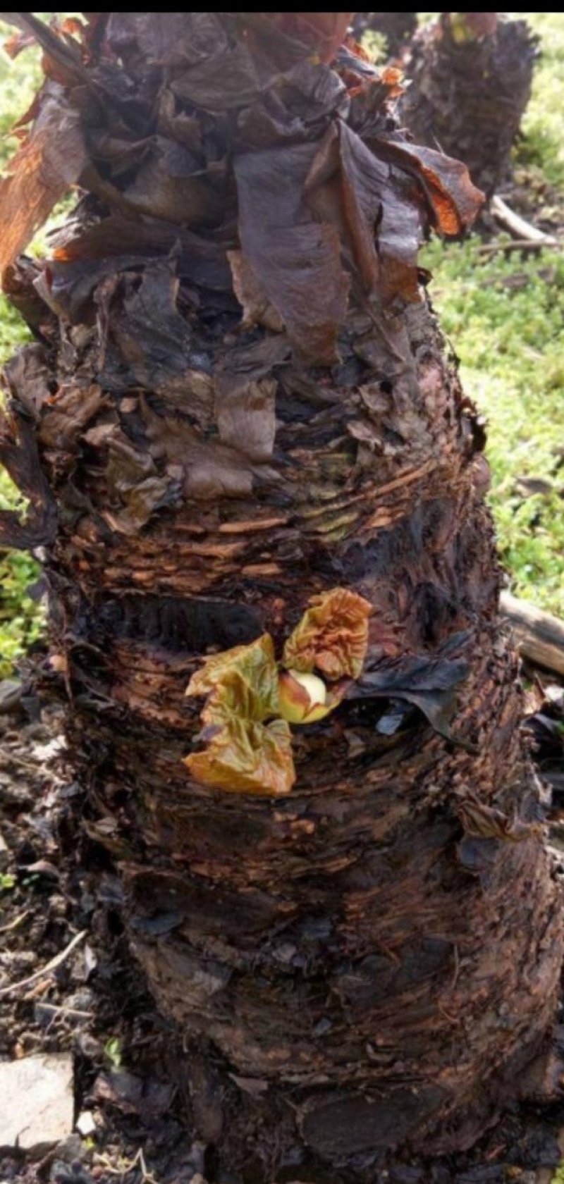 大黄芽头，利川大黄苗，正宗马蹄大黄，苞芽地里瓣下芽存