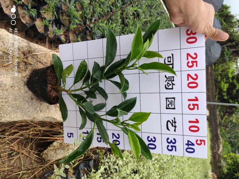 非洲茉莉基地农户直销清场