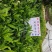 非洲茉莉基地农户直销清场