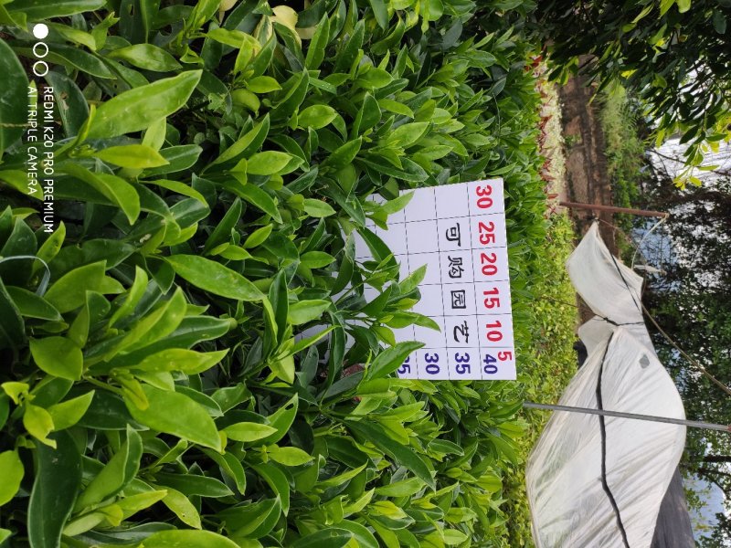 非洲茉莉基地农户直销清场