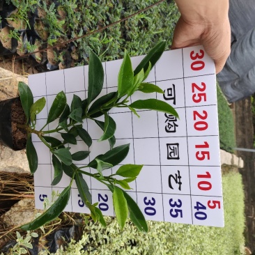 非洲茉莉基地农户直销清场