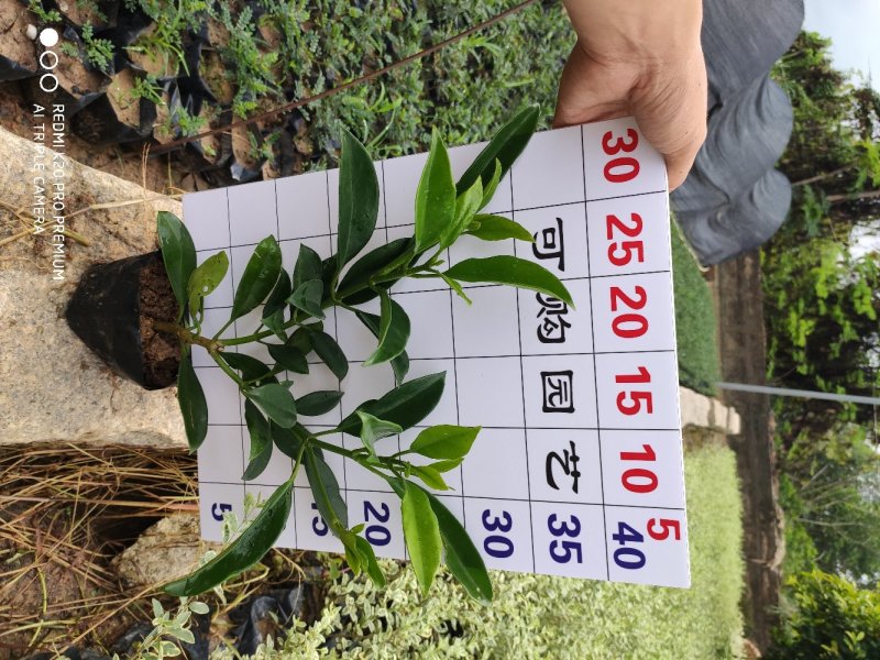 非洲茉莉基地农户直销清场