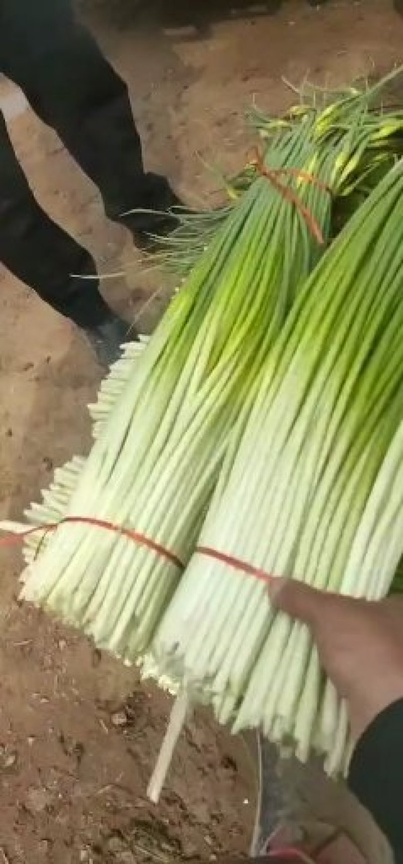 白帽蒜苔大量上市山东蒜苔产地直发量大价优