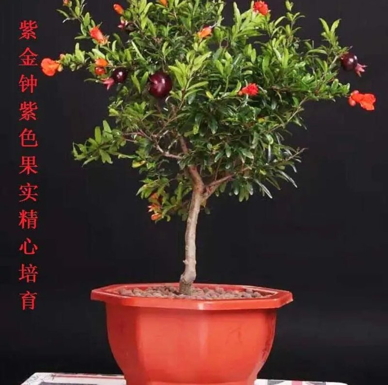 石榴花盆栽石榴盆景石榴树石榴盆栽植物室内室外阳台庭院绿植