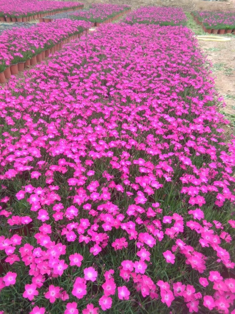 欧石竹开花的草坪花期长