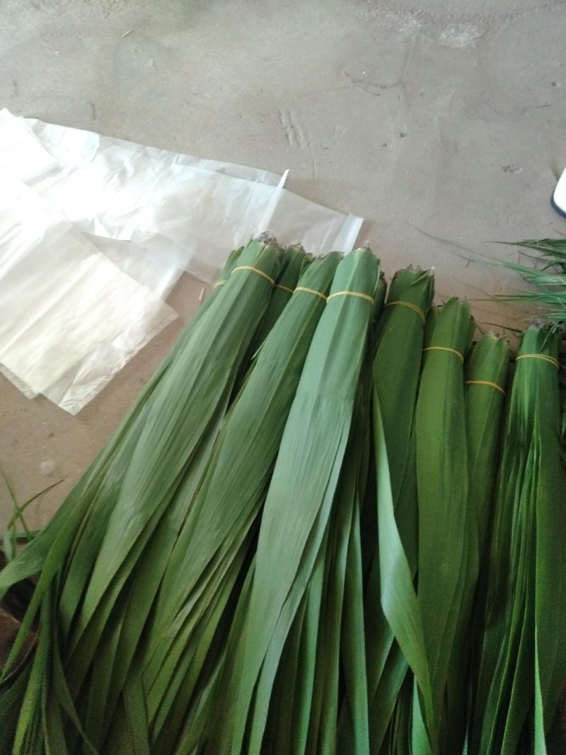 潮河湾粽叶