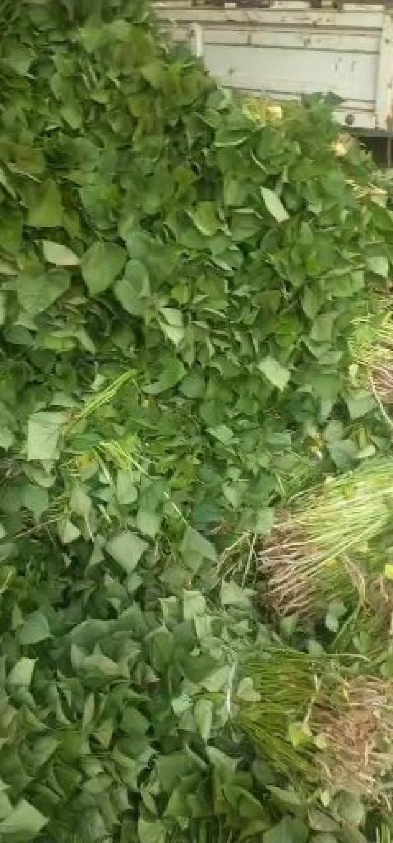 济薯26苗，红薯苗全部凉晒苗，纯度高，成活率百分之九十