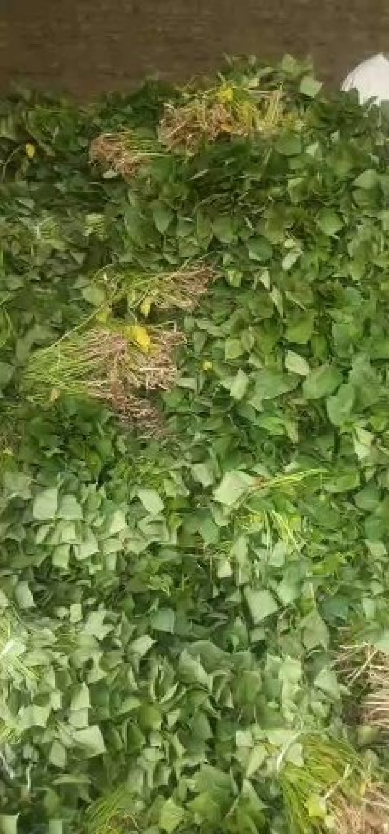 济薯26苗，红薯苗全部凉晒苗，纯度高，成活率百分之九十