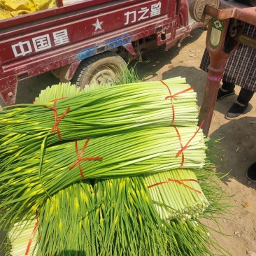 白帽蒜苔大量上市山东蒜苔产地直发量大价优