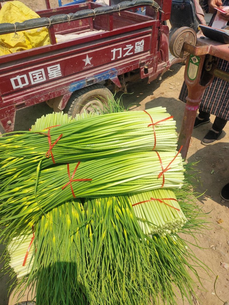 白帽蒜苔大量上市山东蒜苔产地直发量大价优