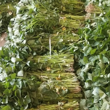 济薯26苗，红薯苗全部凉晒苗，纯度高，成活率百分之九十