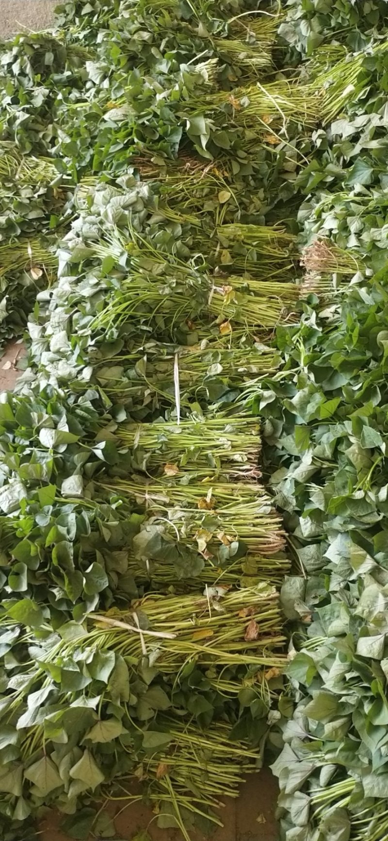 济薯26苗，红薯苗全部凉晒苗，纯度高，成活率百分之九十