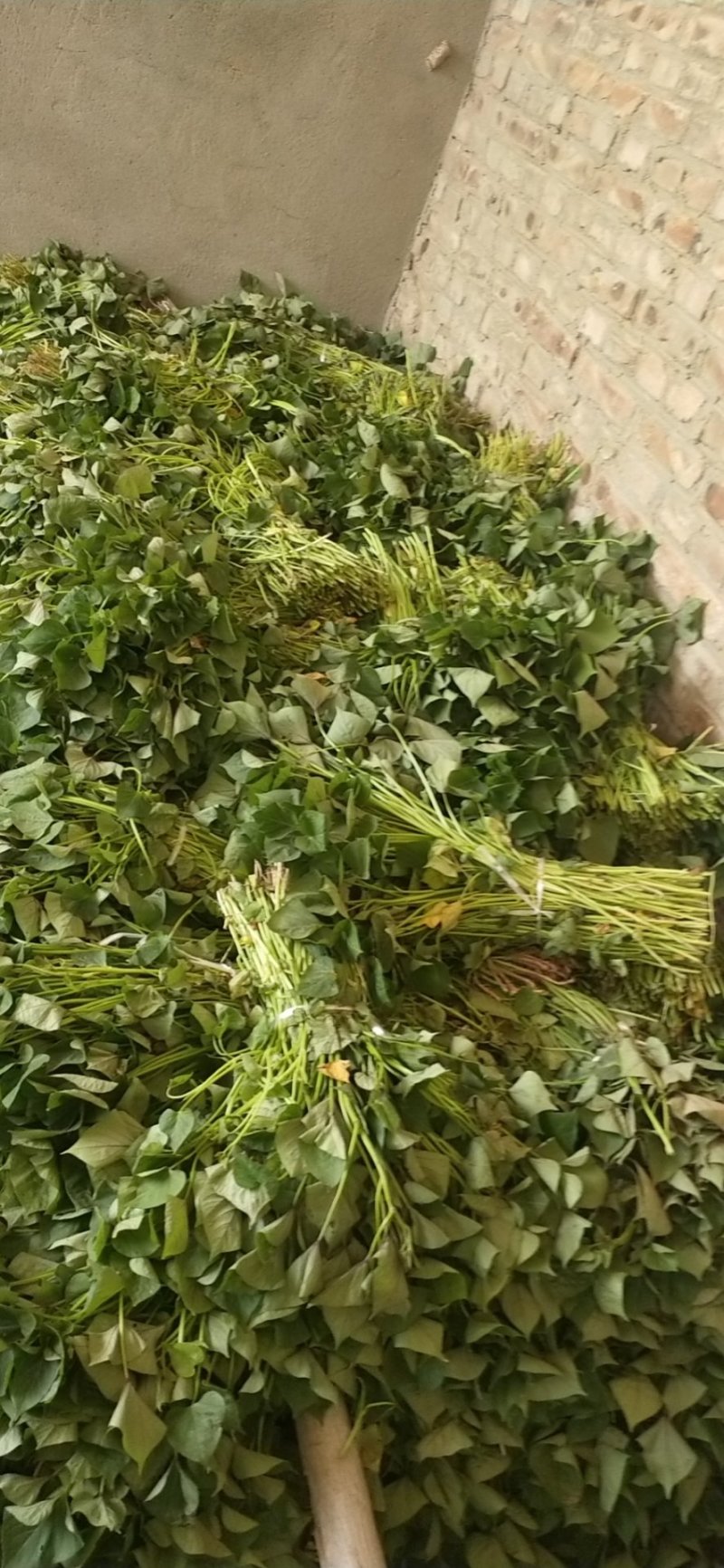 济薯26苗，红薯苗全部凉晒苗，纯度高，成活率百分之九十