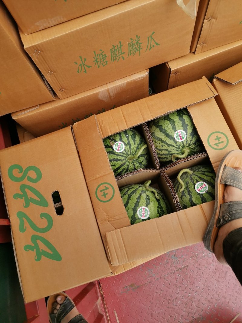 精品8424西瓜无籽有籽均有大量上市，产地代发精品