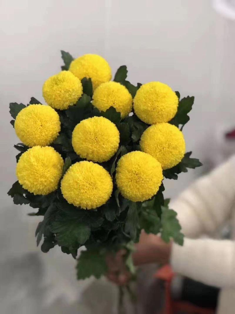 现货秒发！新乒乓球菊苗菊花苗乒乓菊苗