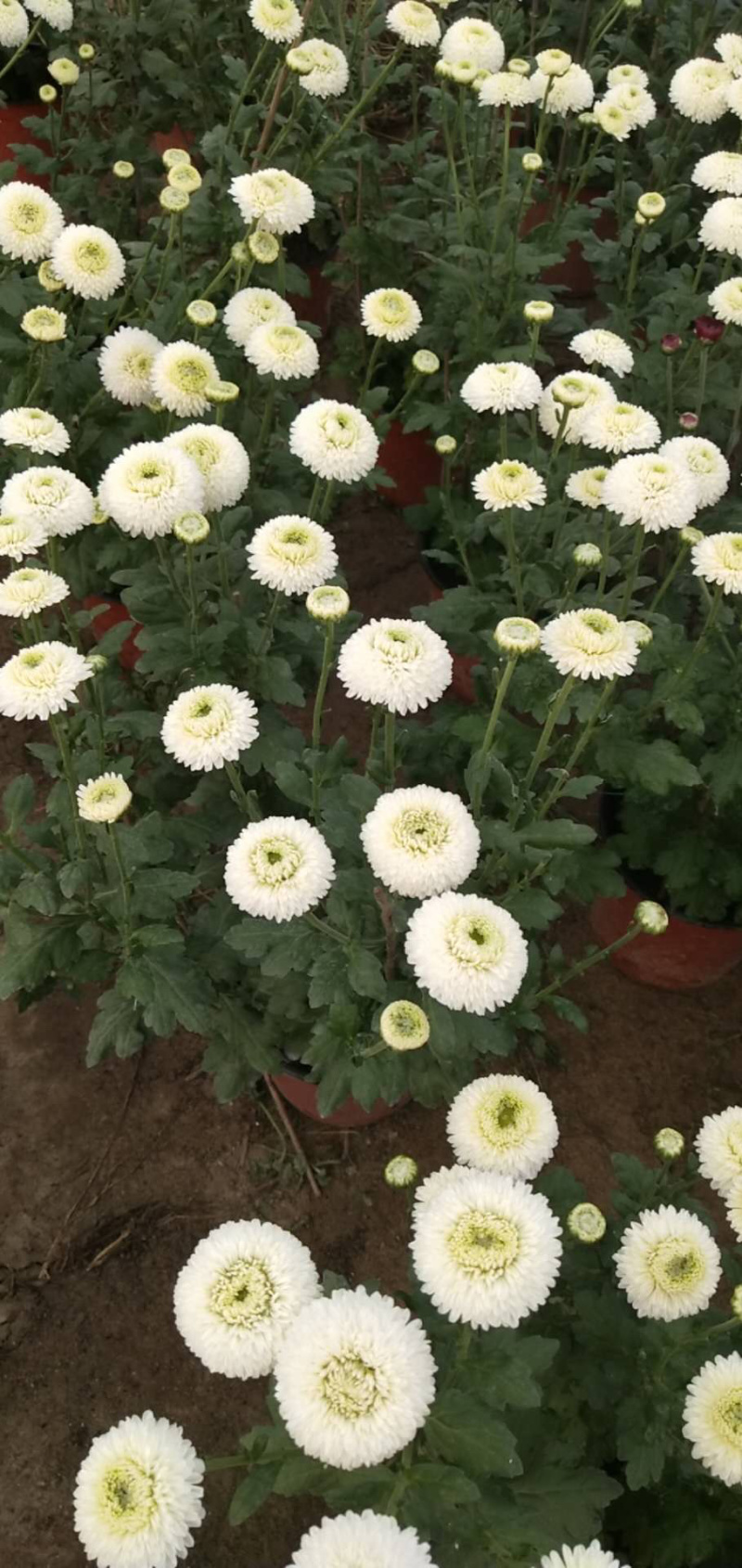 现货秒发！新乒乓球菊苗菊花苗乒乓菊苗
