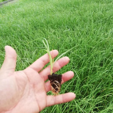 广东韭菜花苗。台中十三号