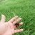 广东韭菜花苗。台中十三号