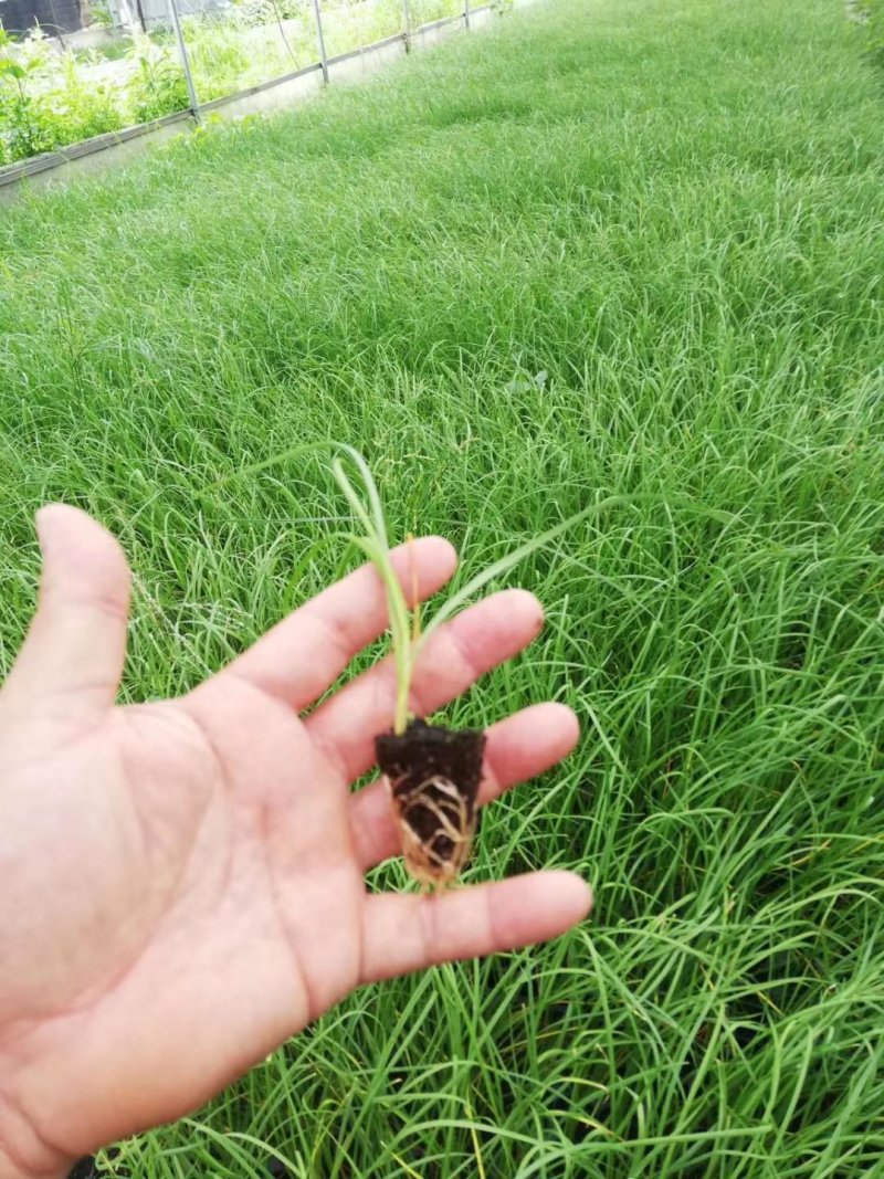 广东韭菜花苗。台中十三号