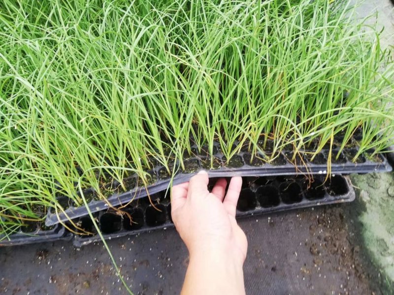 广东韭菜花苗。台中十三号