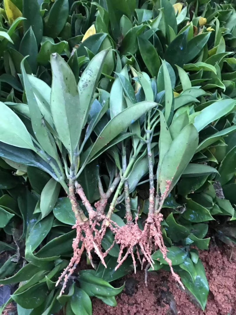 大量非洲茉莉苗裸根发货