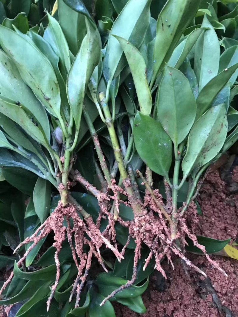 大量非洲茉莉苗裸根发货